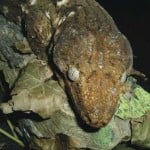 New Caledonian Giant Gecko5