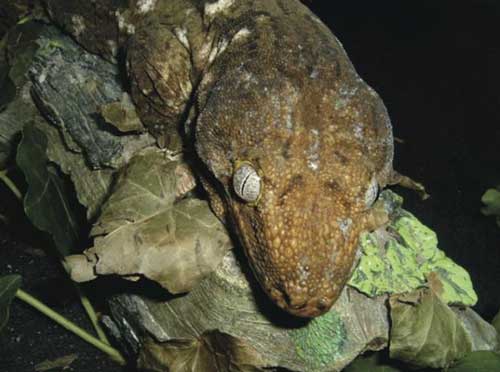 New Caledonian Giant Gecko5