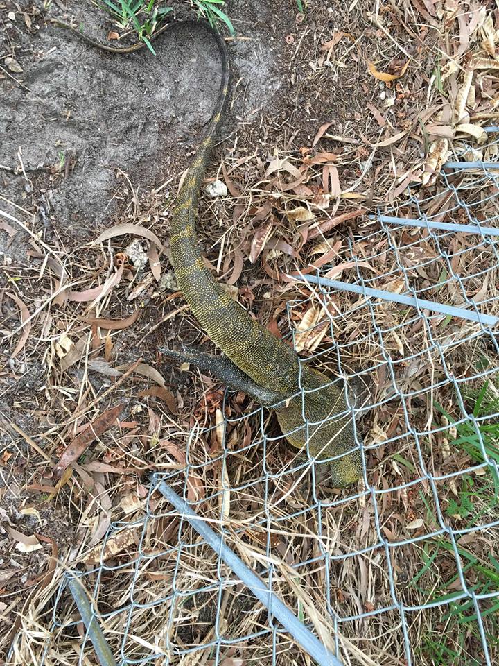 Nile Monitor Lizard Florida
