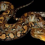 Normal Reticulated Python50