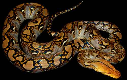 Normal Reticulated Python50