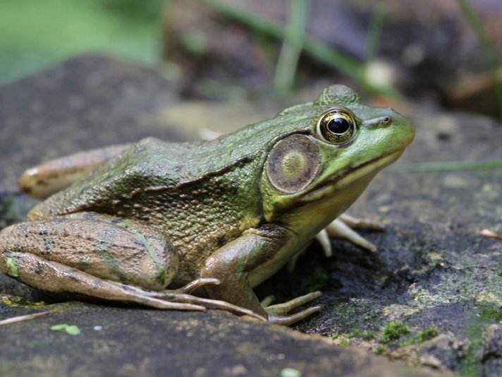 North American bullfrog