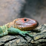 Northern Caiman Lizard Shutterstock 183709133