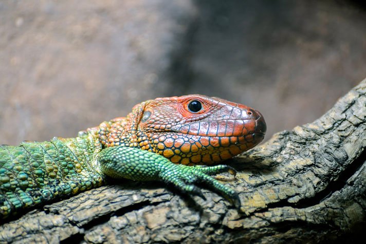 Northern Caiman Lizard Shutterstock 183709133