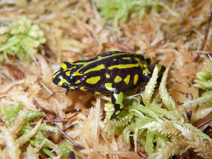 Northern Corroboree Frog Adam Parsons
