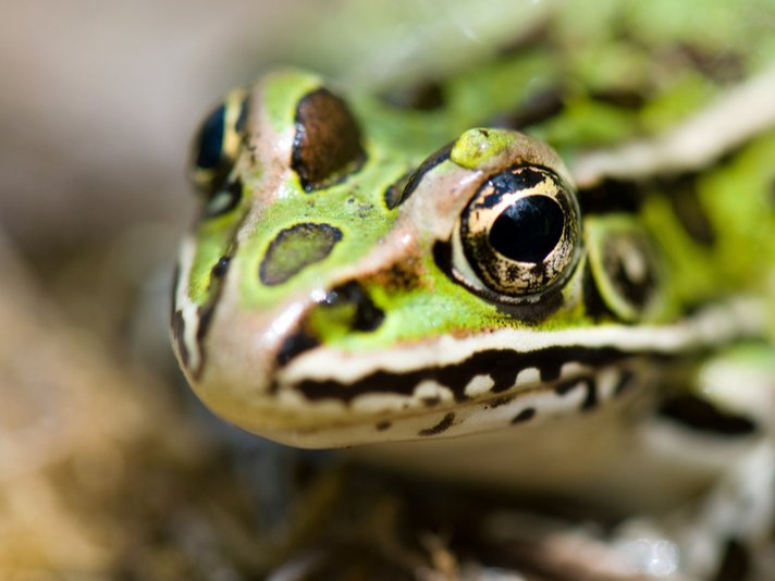 Northern Leopard Frog Shutterstock 54639049