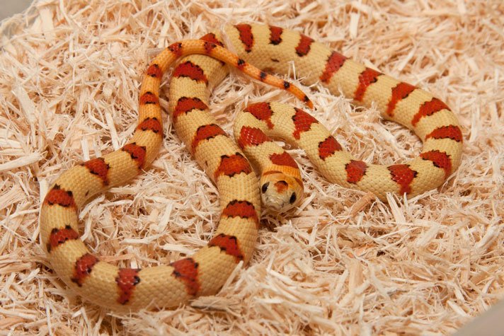 Nuevo Leon Kingsnake Shutterstock 206769058