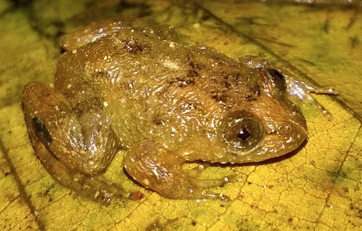 Nyctibatrachus Mewasinghi Novataxa 2017 Krutha Dahanukar Et Molur