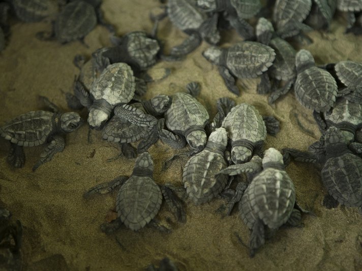 Olive Ridley hatchlings