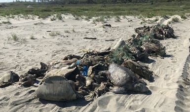 Olive Ridley Sea Turtles Entangled In Nets
