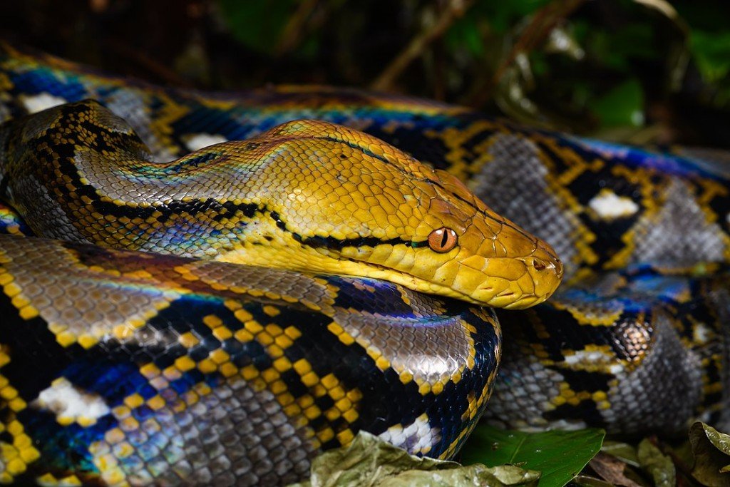 1080px Malayopython Reticulatus Reticulated Python Kaeng Krachan District Phetchaburi Province 47924282891