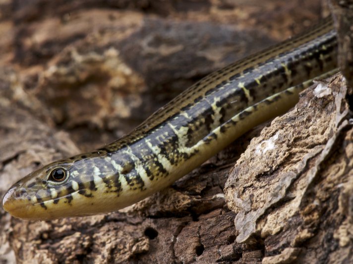 Ophisaurus Ventralis Shutterstock 178256792