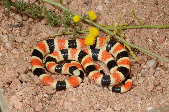 Organ Pipe Shovelnose Snake