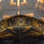 Ornate Box Turtle Shutterstock 32644885