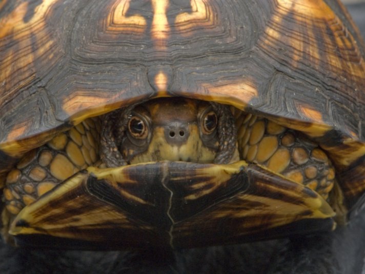 Ornate Box Turtle Shutterstock 32644885