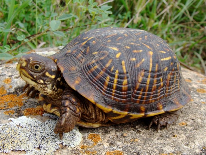 Ornate Box Turtle Shutterstock 83087173