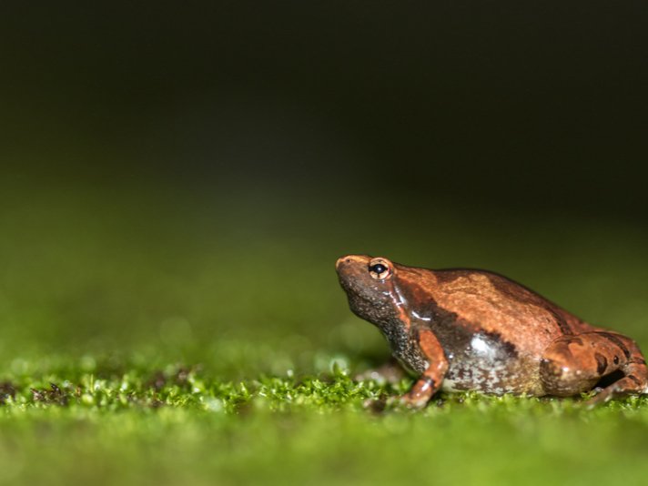 Ornate Narrow Mouthed Frog Shutterstock 1049053052