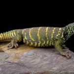 Ornate Uromastyx Shutterstock 462800764