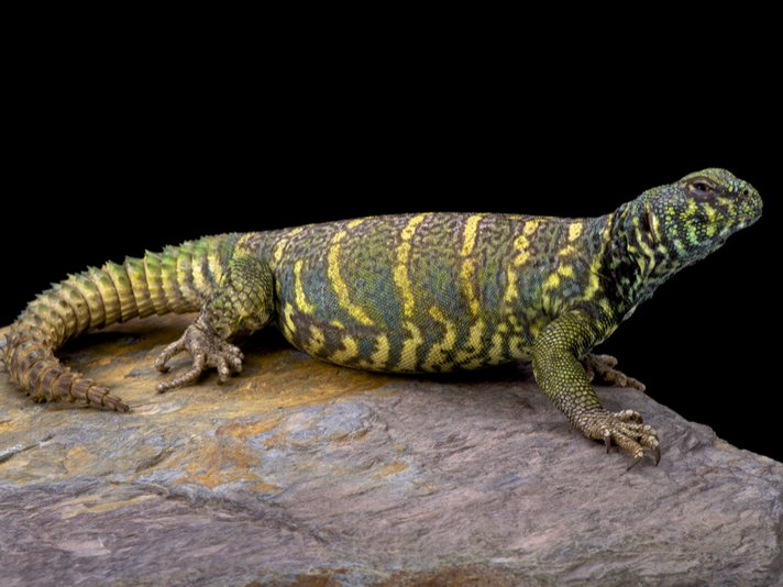 Ornate Uromastyx Shutterstock 462800764