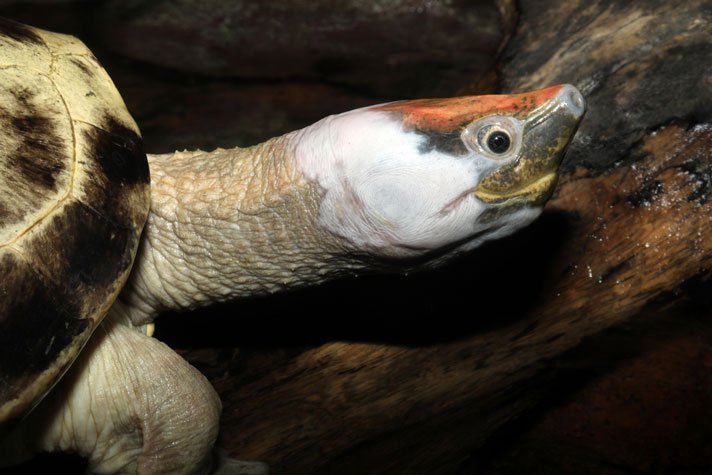 Painted Terrapin Shutterstock 1045304467