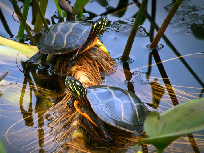 painted turtle