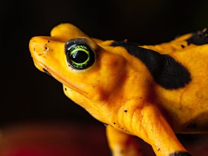 Panamanian Golden Frog Shutterstock 1179445159