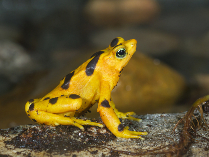 Panamanian Golden Frog Shutterstock 666356143