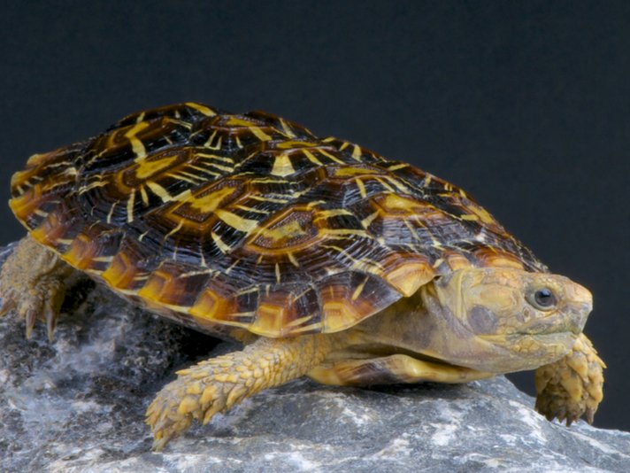Pancake Tortoise Shutterstock 141951961