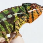 Panther Chameleon 1