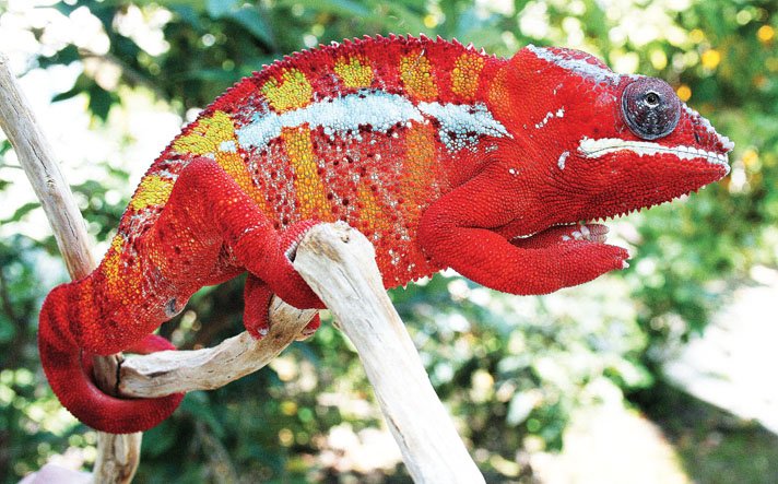 Panther Chameleon Ambilobe Breeder