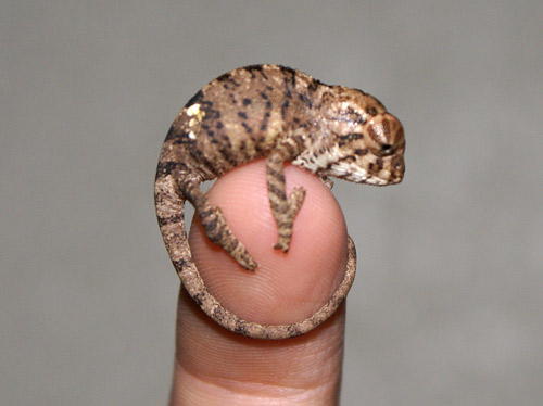 Panther Chameleon Hatchling