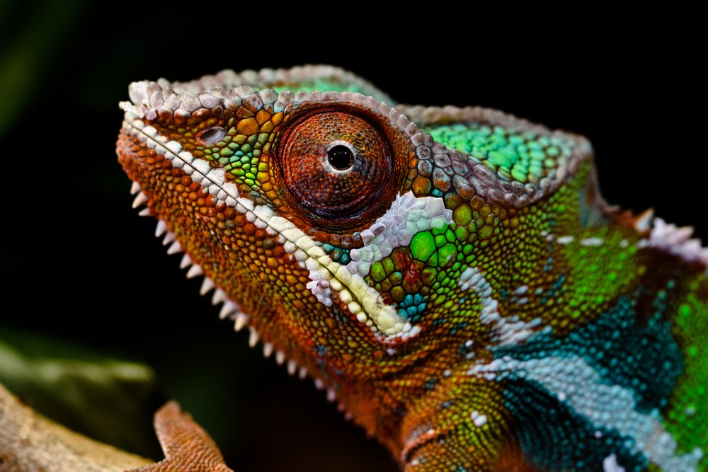 Pantherchameleon Shutterstock 138394499