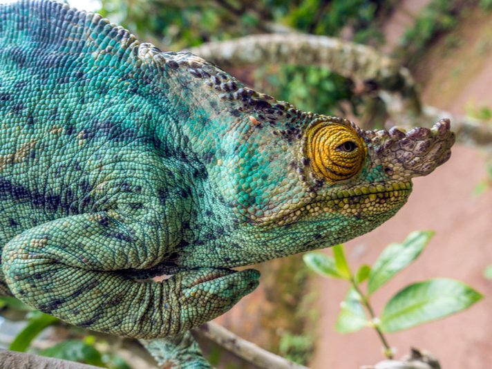 Parsons Chameleon Shutterstock 1100242709