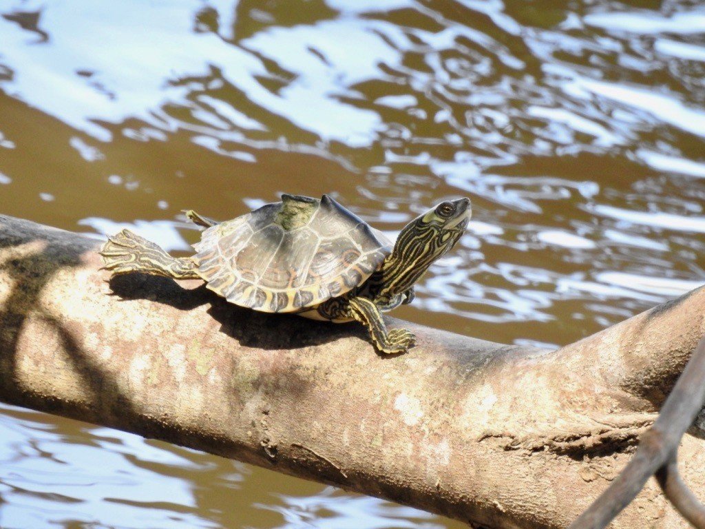 Pascagoulamapturtle Grover Brown 2