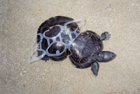 Peanut Red Eared Slider200