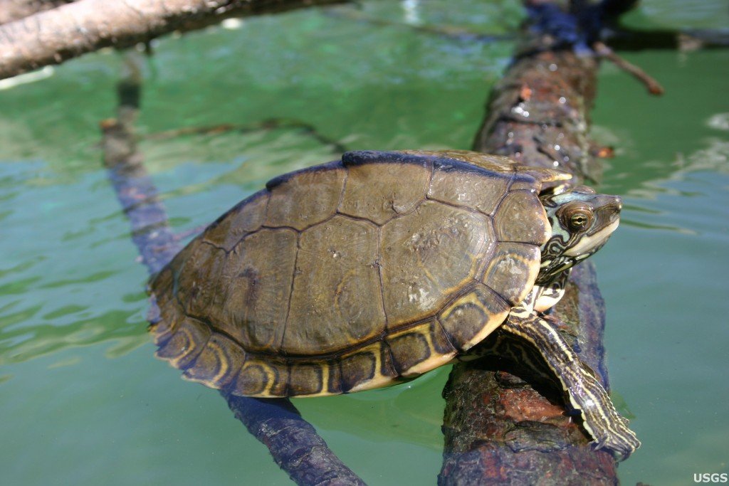 Pearl River Map Turtle Graptemys Pearlensis By .original