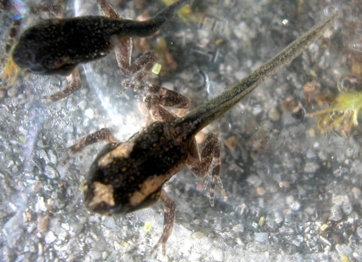 Peltophryne Lemur Tadpoles Usfws 