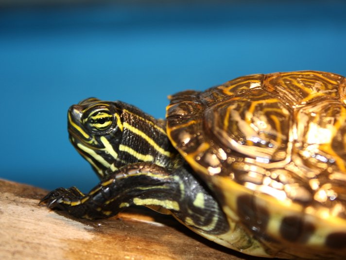 Peninsula Cooter Shutterstock 371057930
