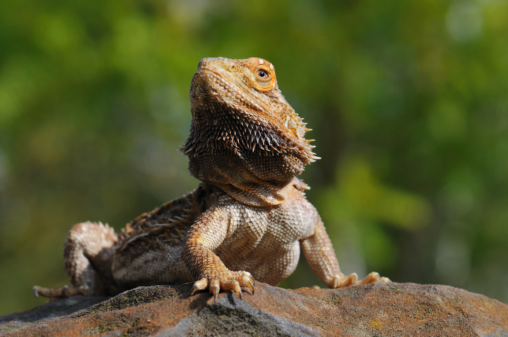 Petbeardeddragon Shutterstock 174320693
