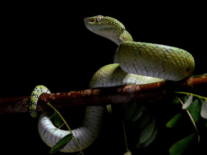 Philippine Pit Viper Shutterstock 564081211