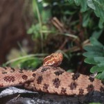 Pigmy Rattlesnake Shutterstock 114723175