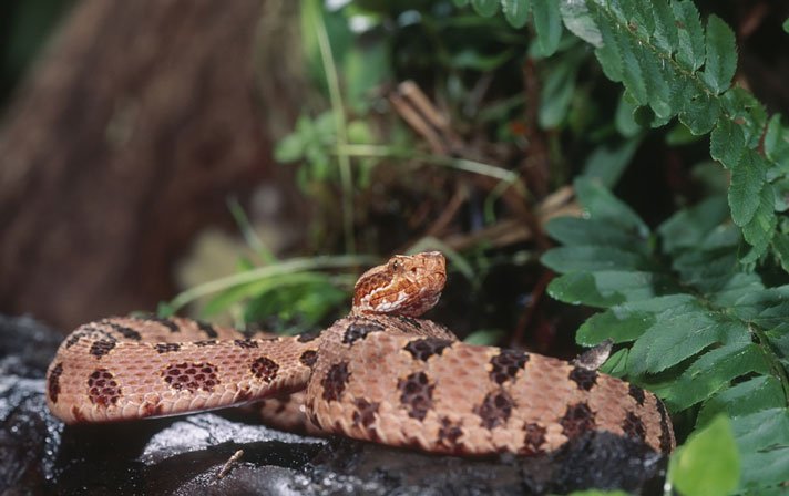 Pigmy Rattlesnake Shutterstock 114723175
