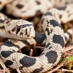 Pine Snake Shutterstock 155431073