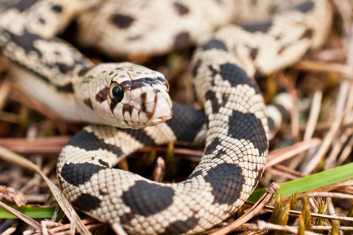 Pine Snake Shutterstock 155431073
