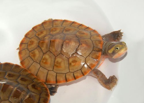 Pinkbellied Side Neck1 500