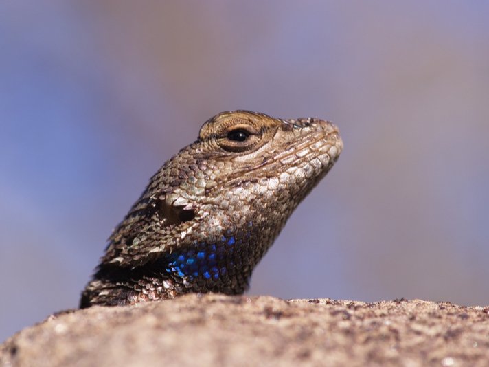 Plateau Fence Lizard Shutterstock 103008311