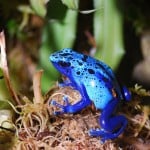 Poison Dart Frog Shutterstock 122694784
