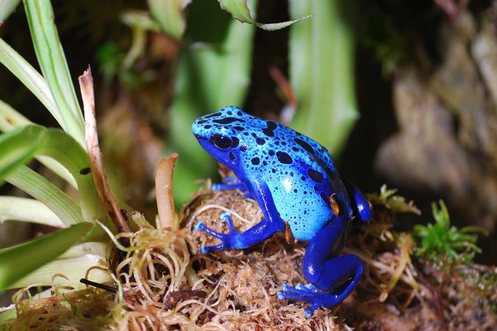 Poison Dart Frog Shutterstock 122694784