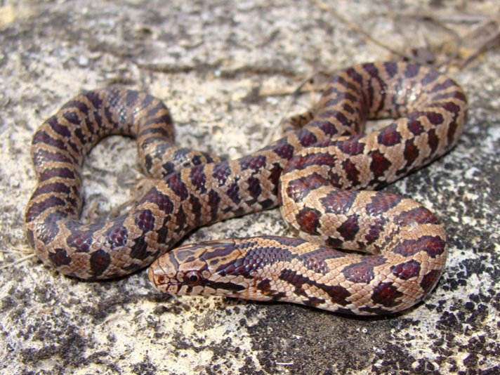 Prairie Kingsnake Shutterstock 82629592