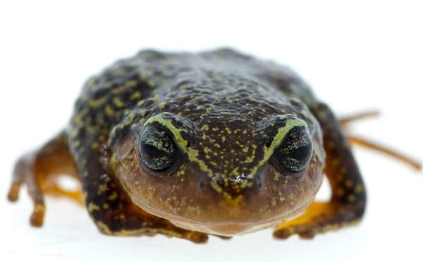 Pristimantis Macrummendozai600